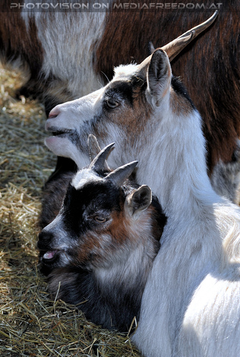 Ziegen 2