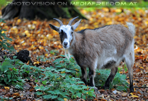 Ziegen 3