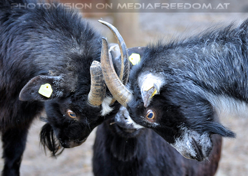 Ziegen 4