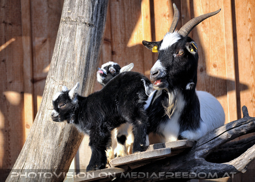 Ziegenfamilie 6