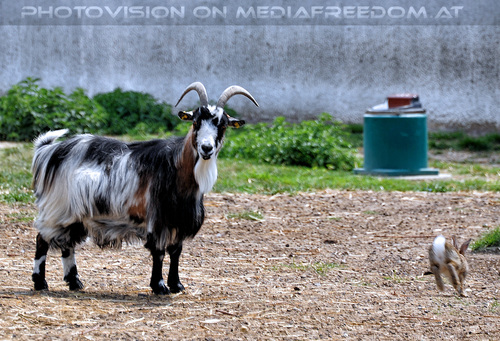 Ziegenparadies 8